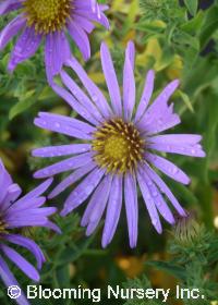 Aster oblongifolius 'Fanny'